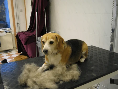 Aandacht voor de verzorging van uw hond