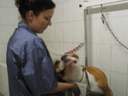 Een hond wordt zorgvuldig gewassen